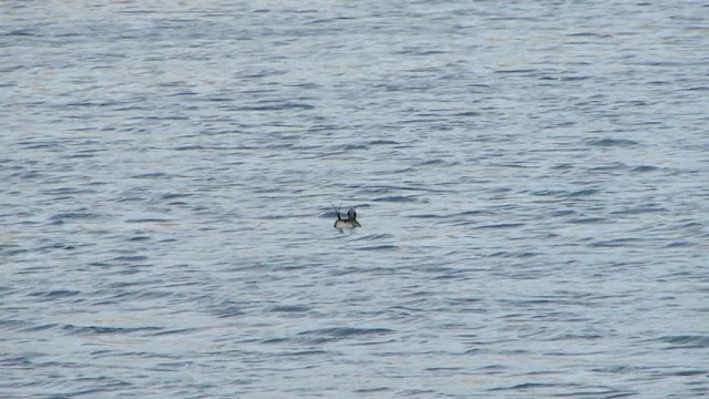 Long-tailed Duck - ML599176951