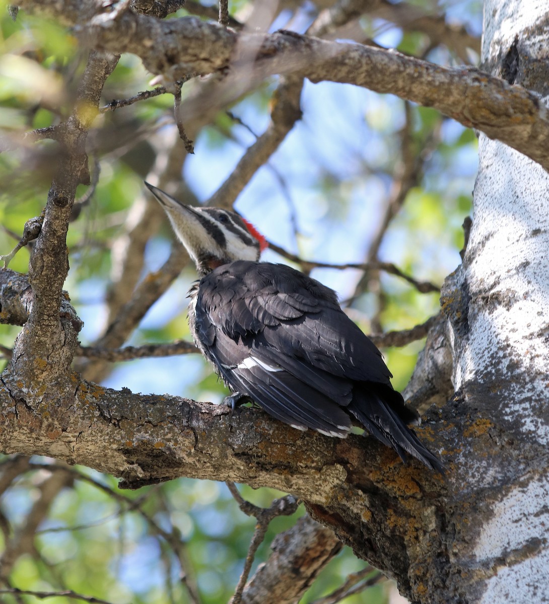 Pileated Woodpecker - ML599180411