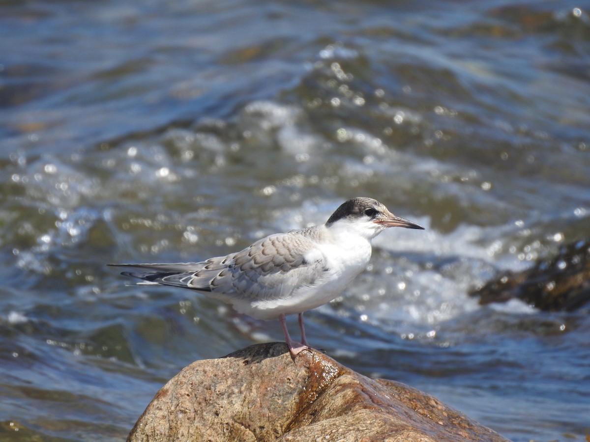 Common Tern - ML599186321
