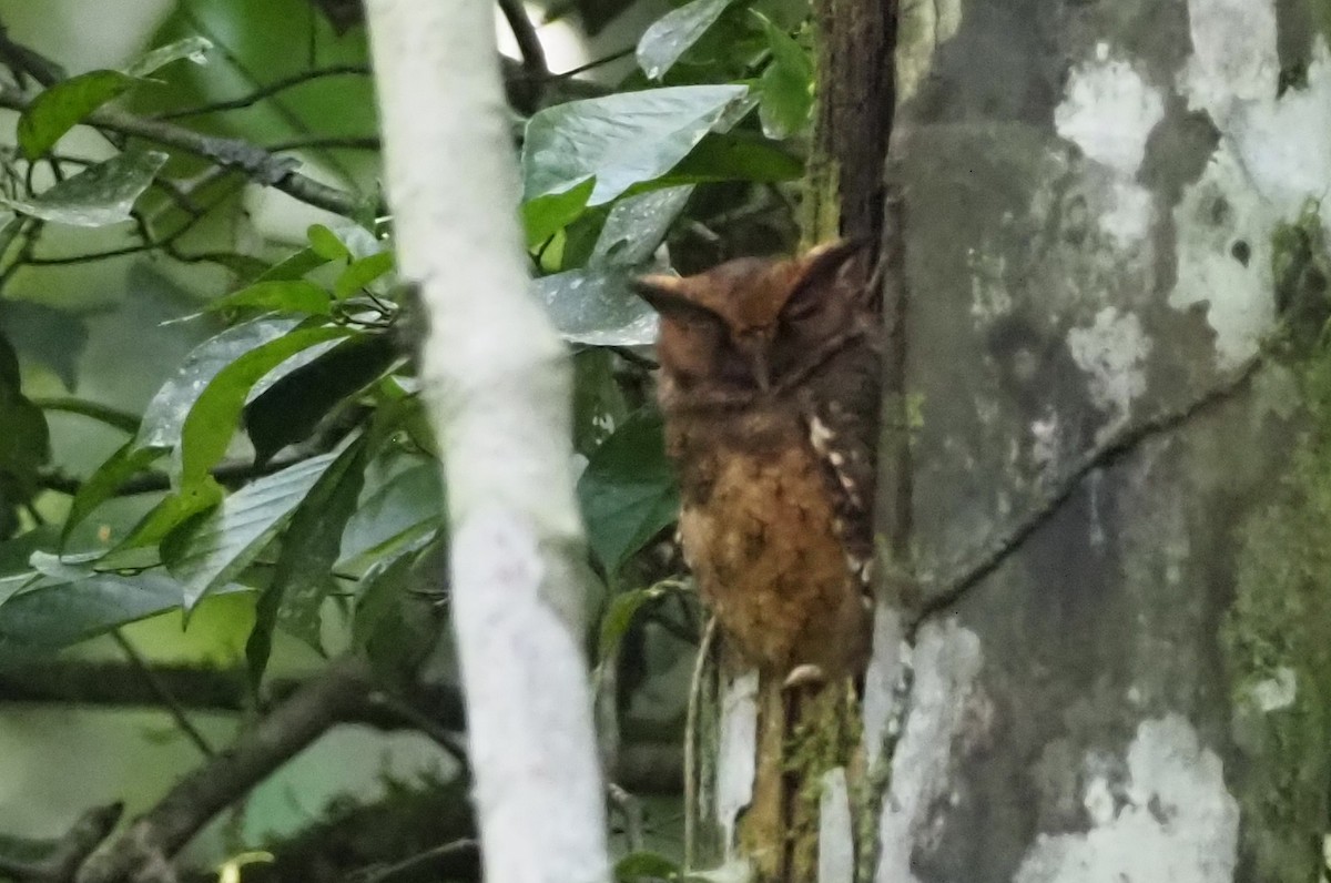 Tawny-bellied Screech-Owl (Tawny-bellied) - ML599187561
