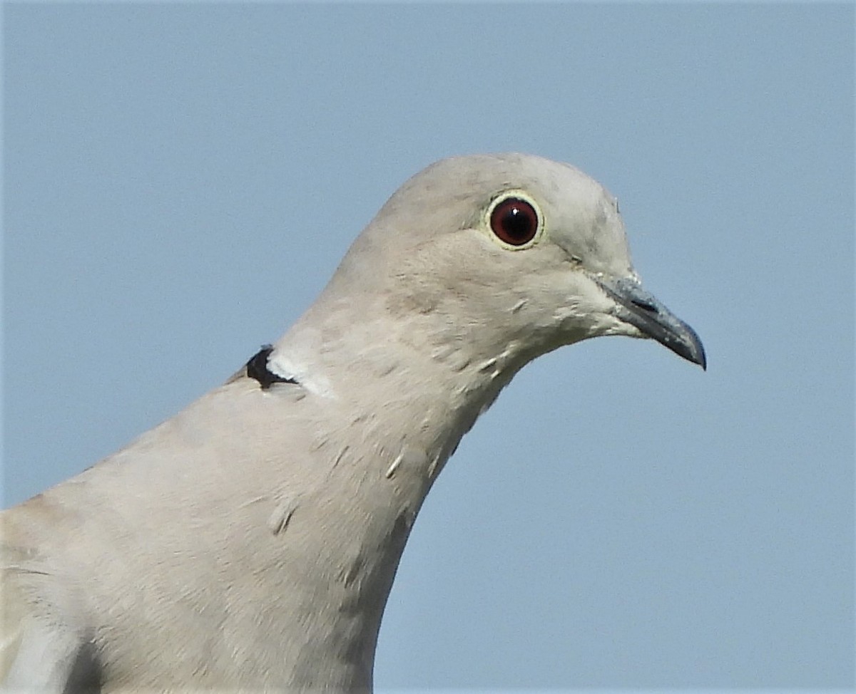 Eurasian Collared-Dove - ML599188861