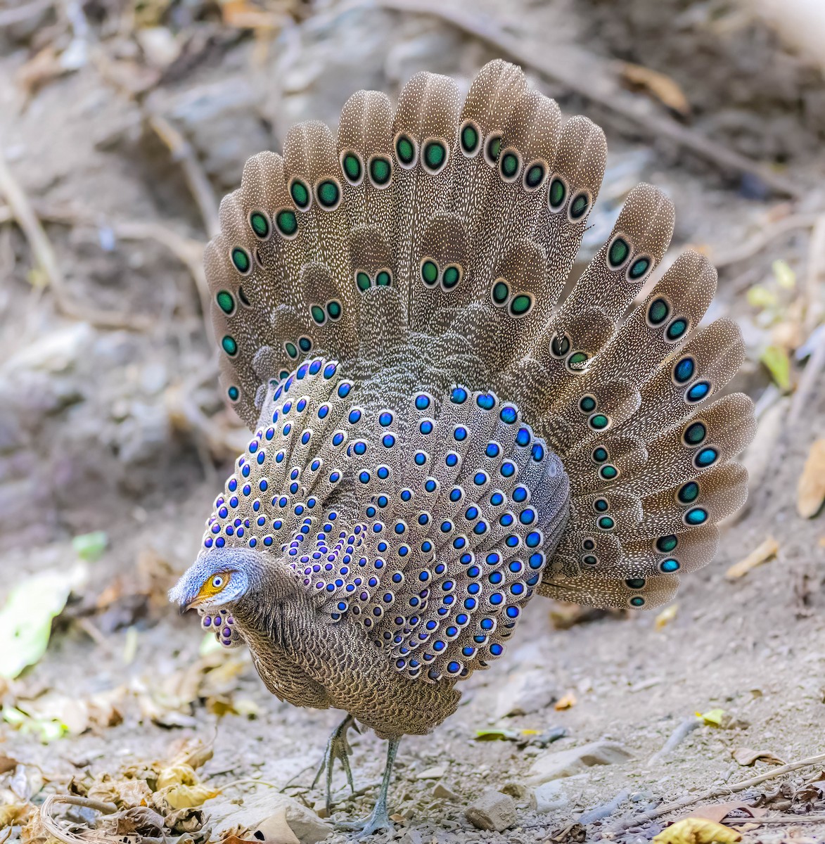 Gray Peacock-Pheasant - William Richards