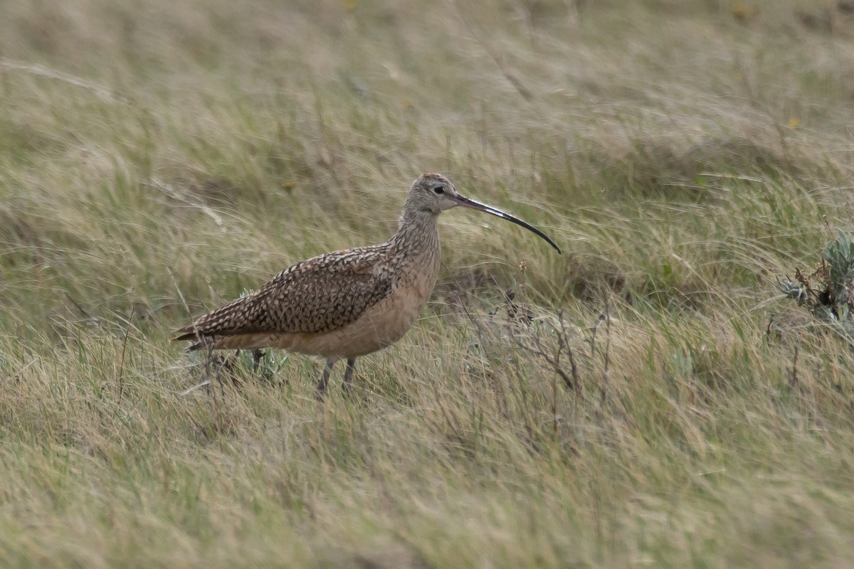 Long-billed Curlew - ML599196231
