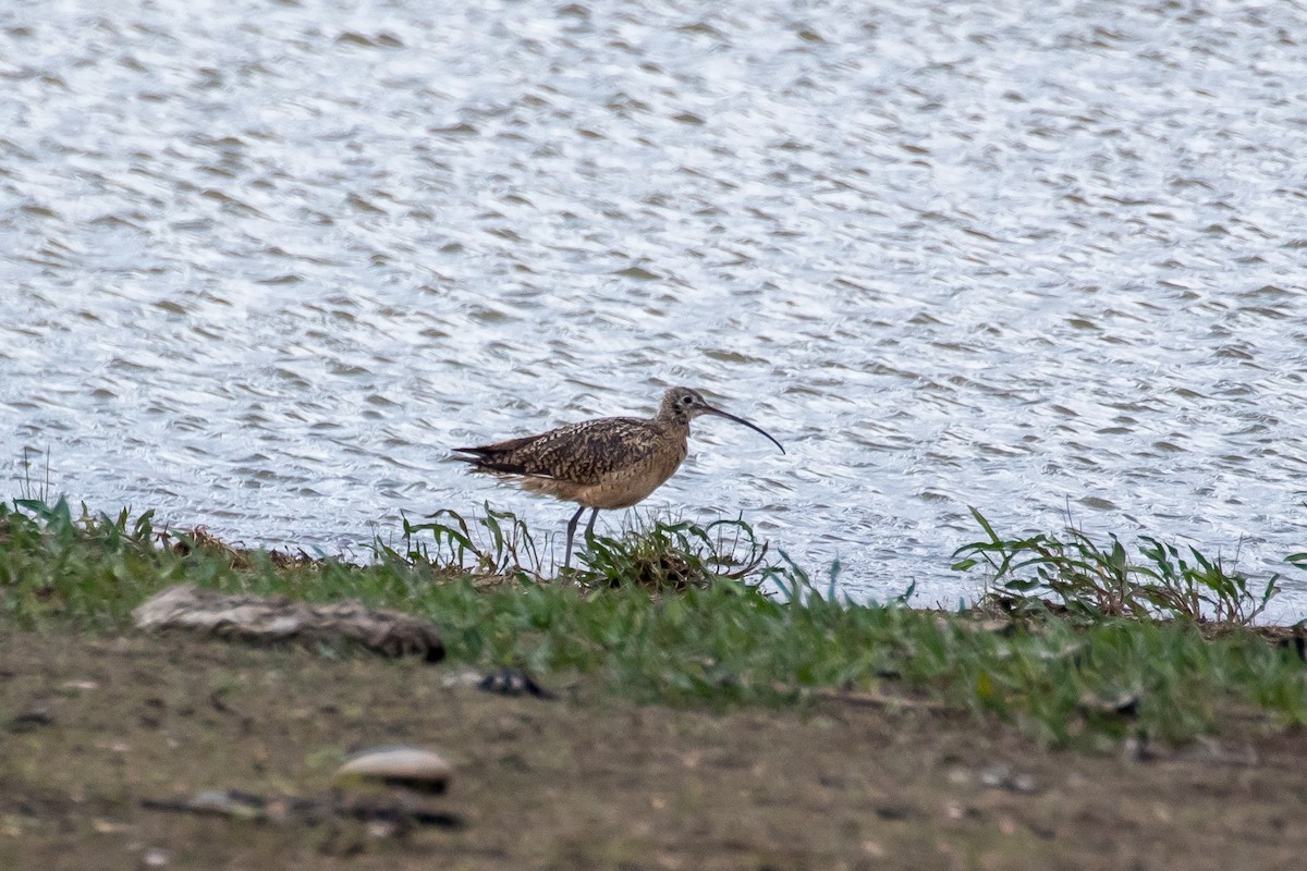 Long-billed Curlew - ML599196491