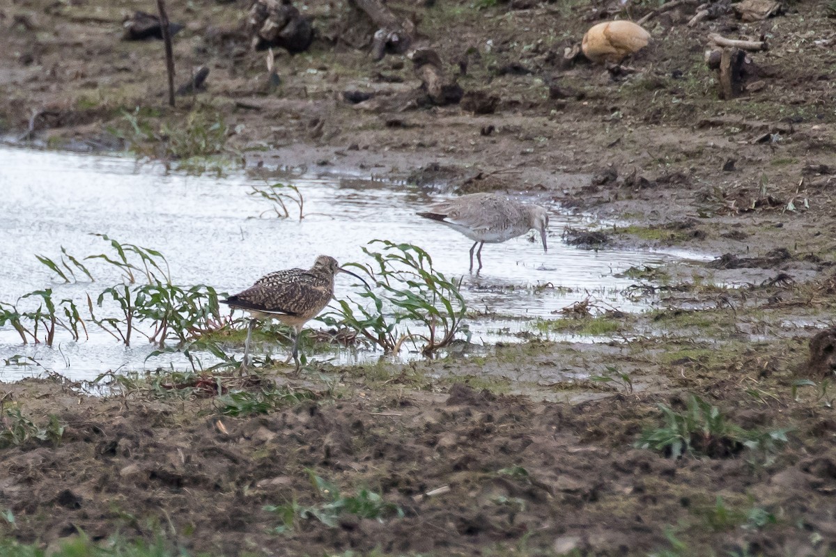 Long-billed Curlew - ML599196501