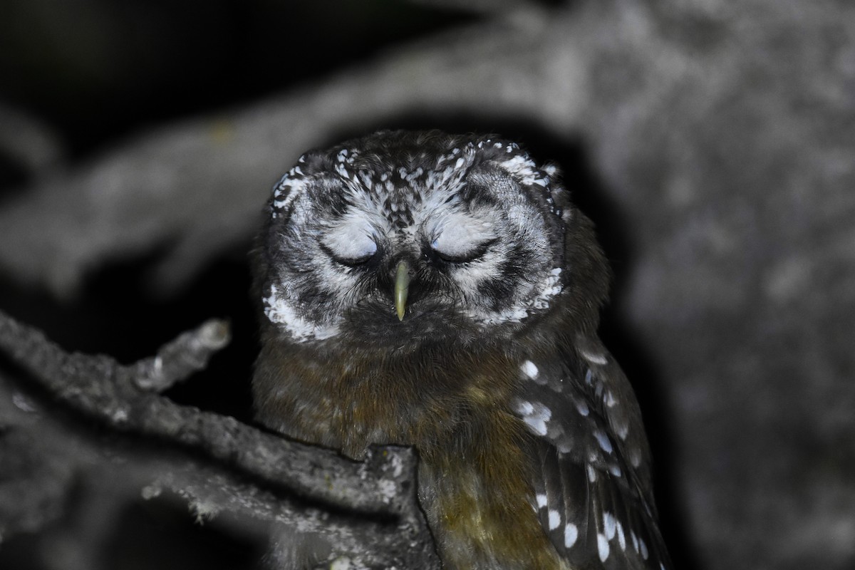 Boreal Owl - ML599197351