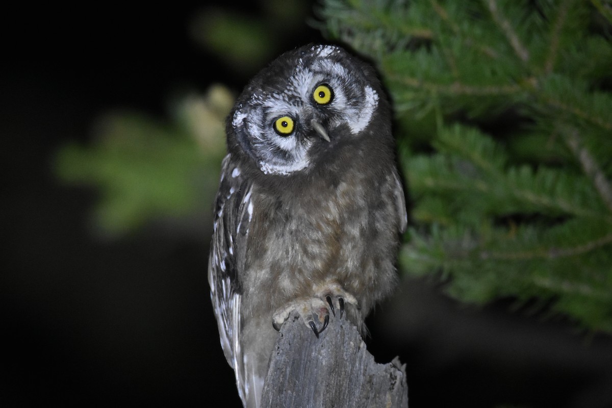 Boreal Owl - ML599197381