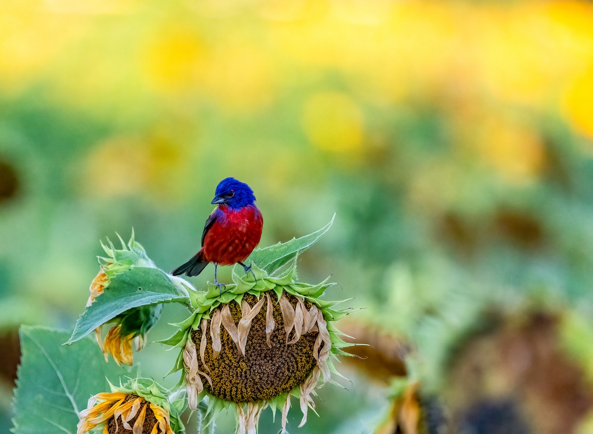 Painted Bunting - Heather Russell