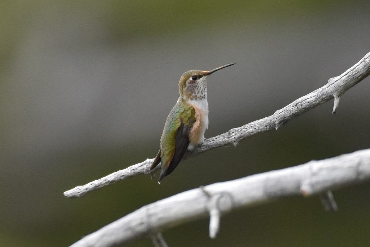 Broad-tailed Hummingbird - ML599199611