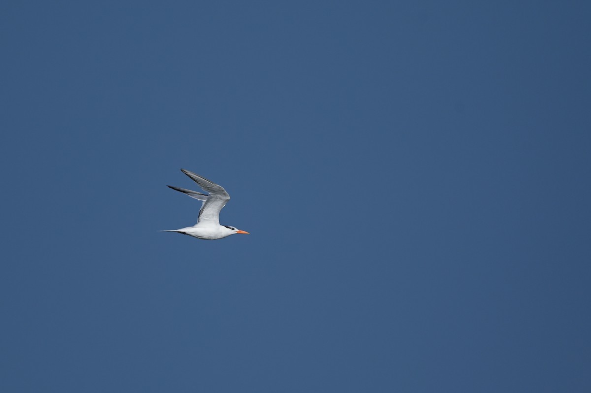 Royal Tern - ML599200201