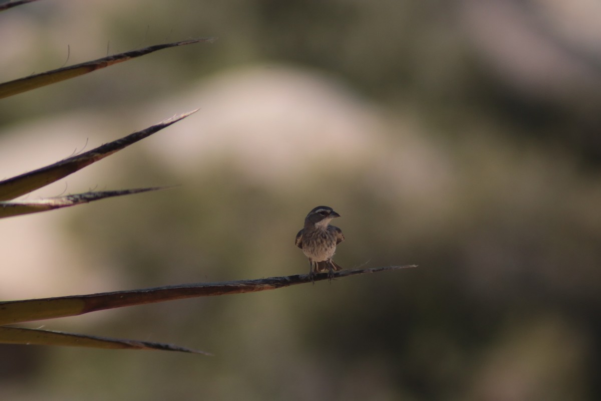 Black-throated Sparrow - ML599200521