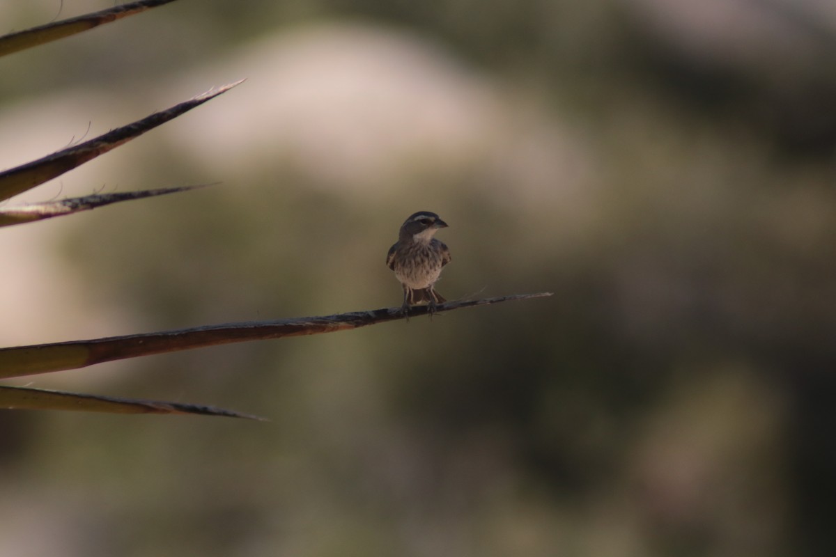 Black-throated Sparrow - ML599200531