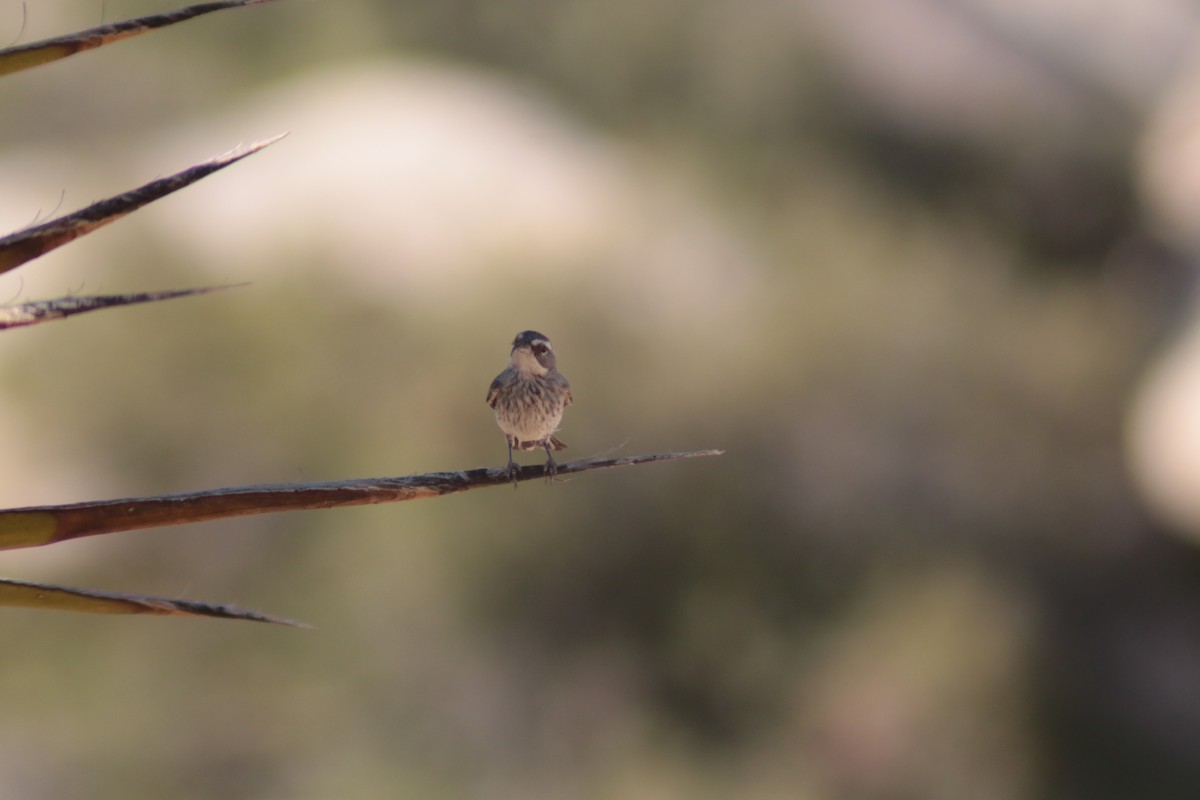 Black-throated Sparrow - ML599200551