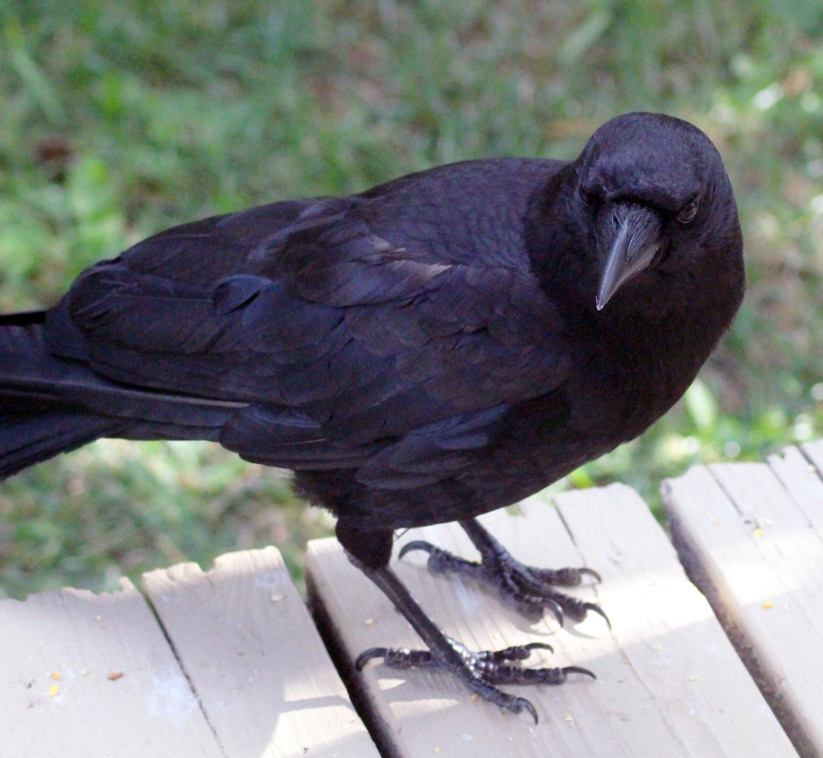 American Crow - ML599202151
