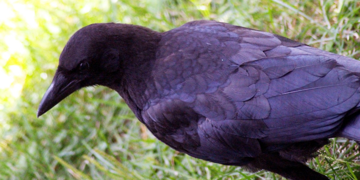 American Crow - ML599202161