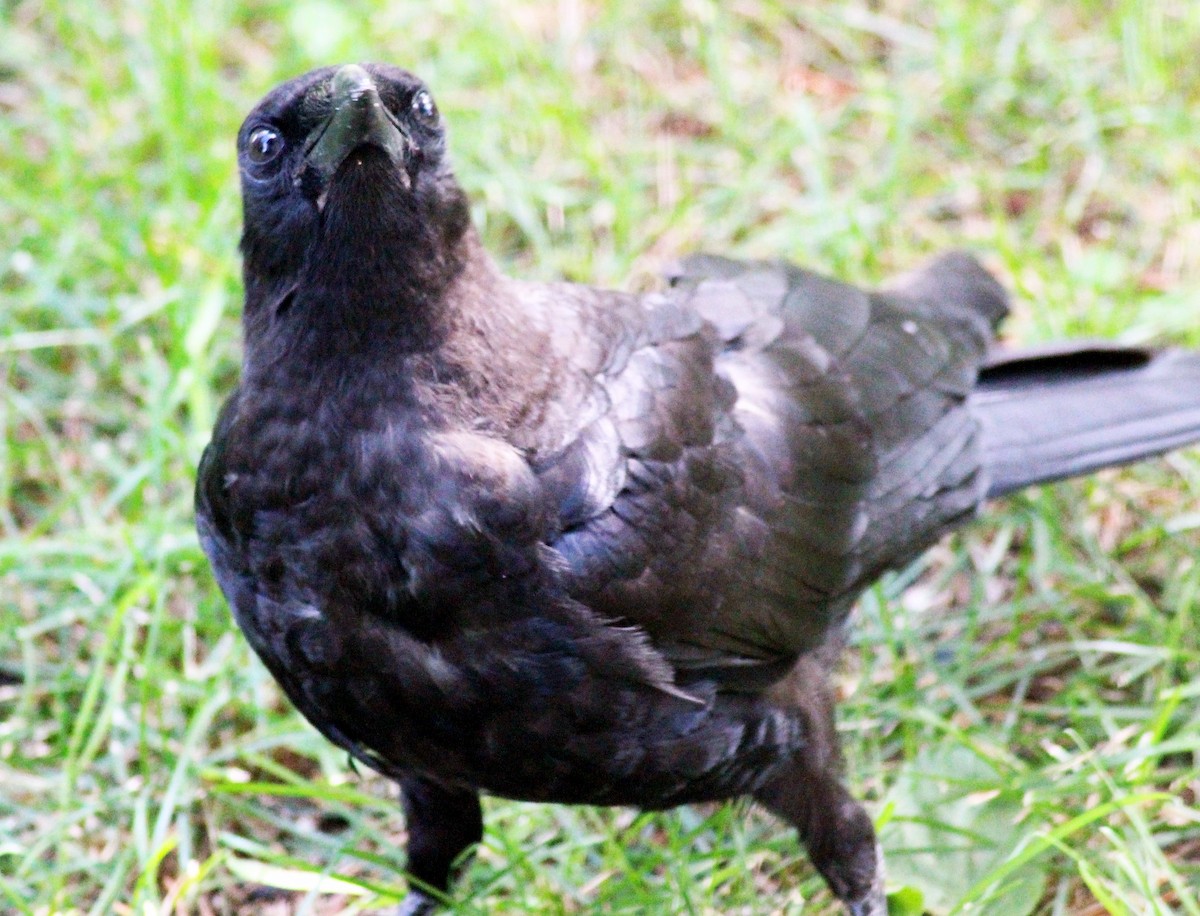 American Crow - ML599202171
