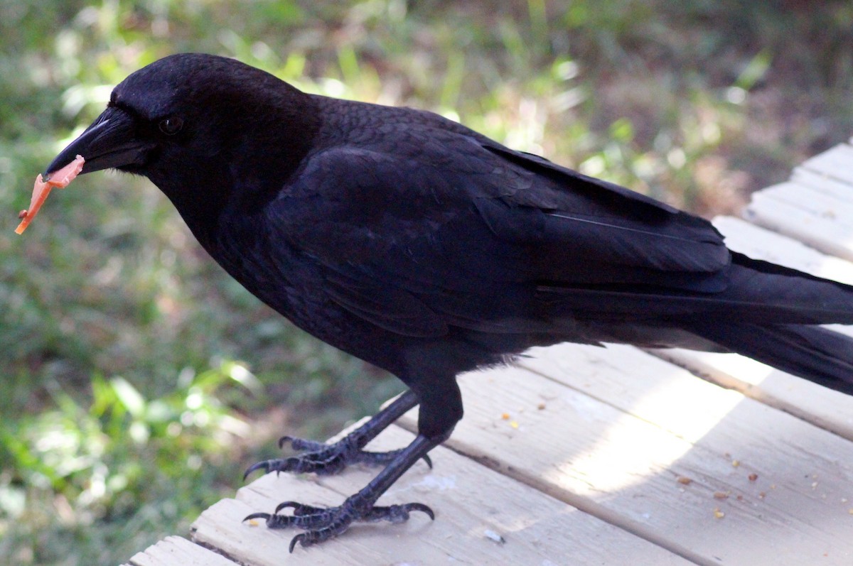 American Crow - ML599202181