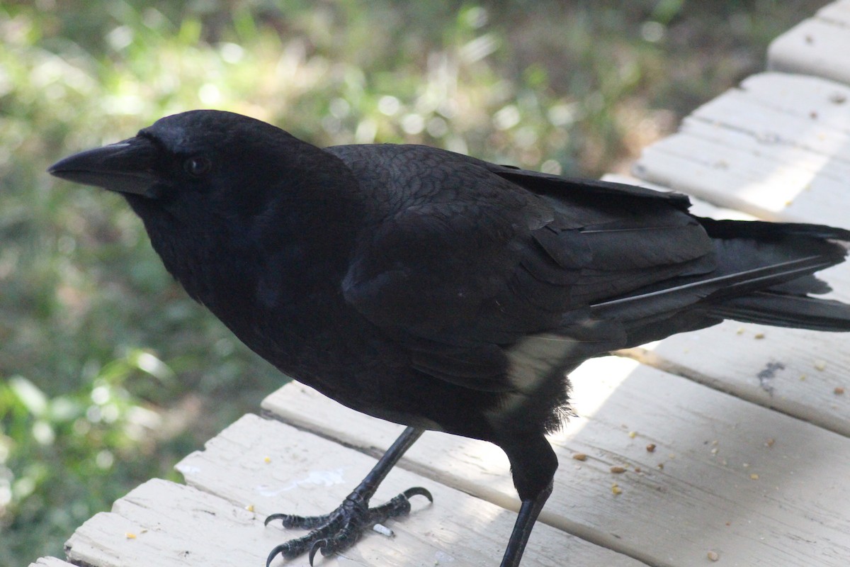 American Crow - ML599202211
