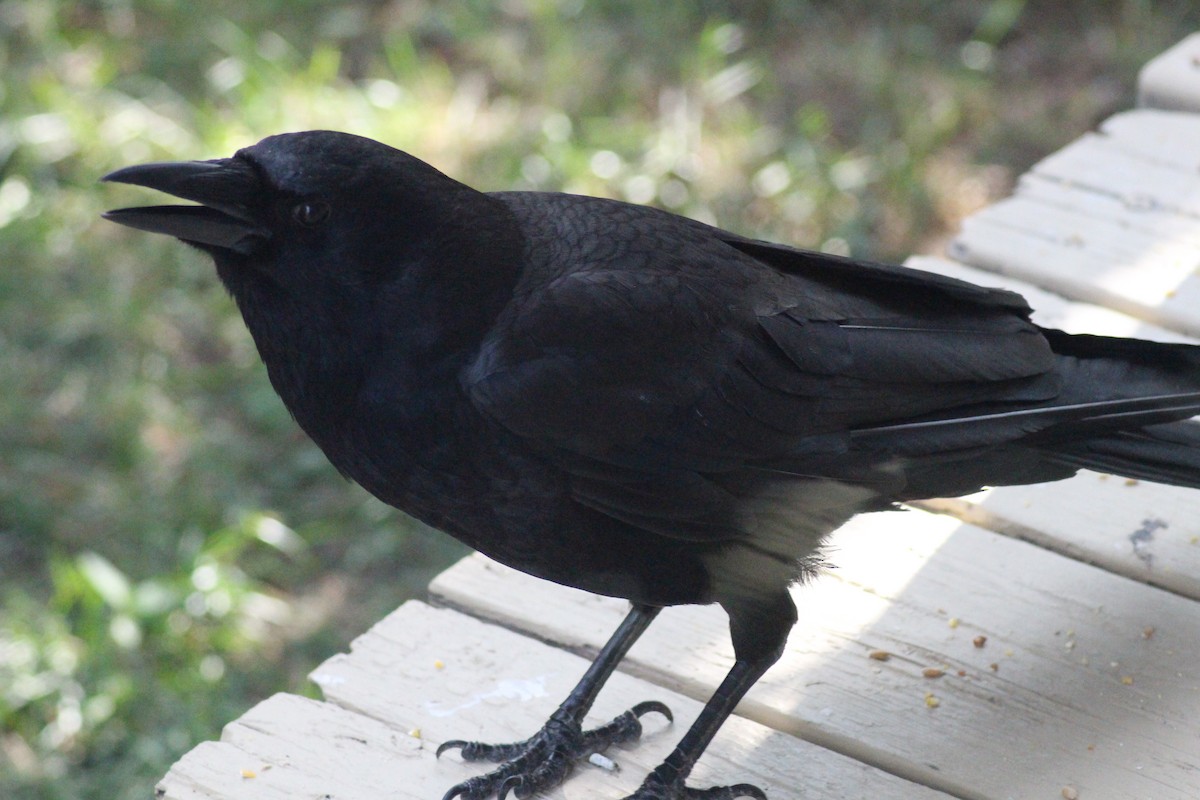 American Crow - ML599202221