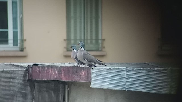 Pigeon ramier - ML599202381