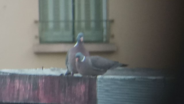Pigeon ramier - ML599202391