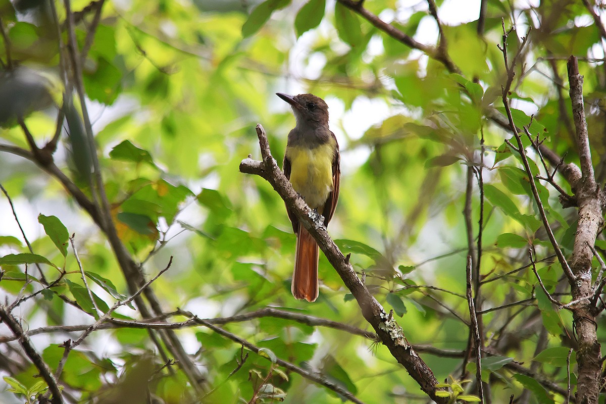 Great Crested Flycatcher - ML599203631