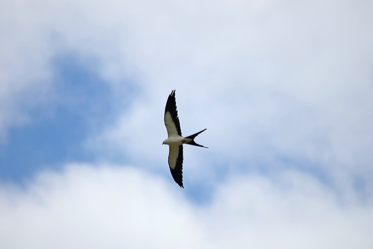 Swallow-tailed Kite - ML599203731