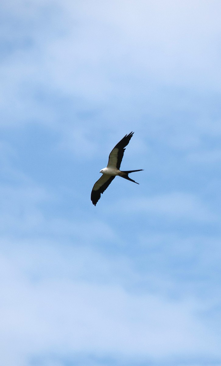 Swallow-tailed Kite - ML599203741
