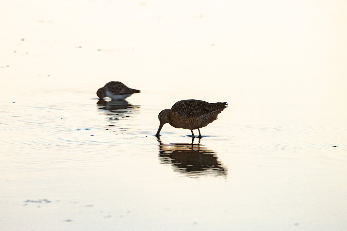 Long-billed Dowitcher - ML599205991