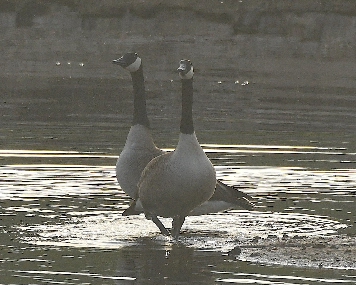 Canada Goose - Ted Wolff