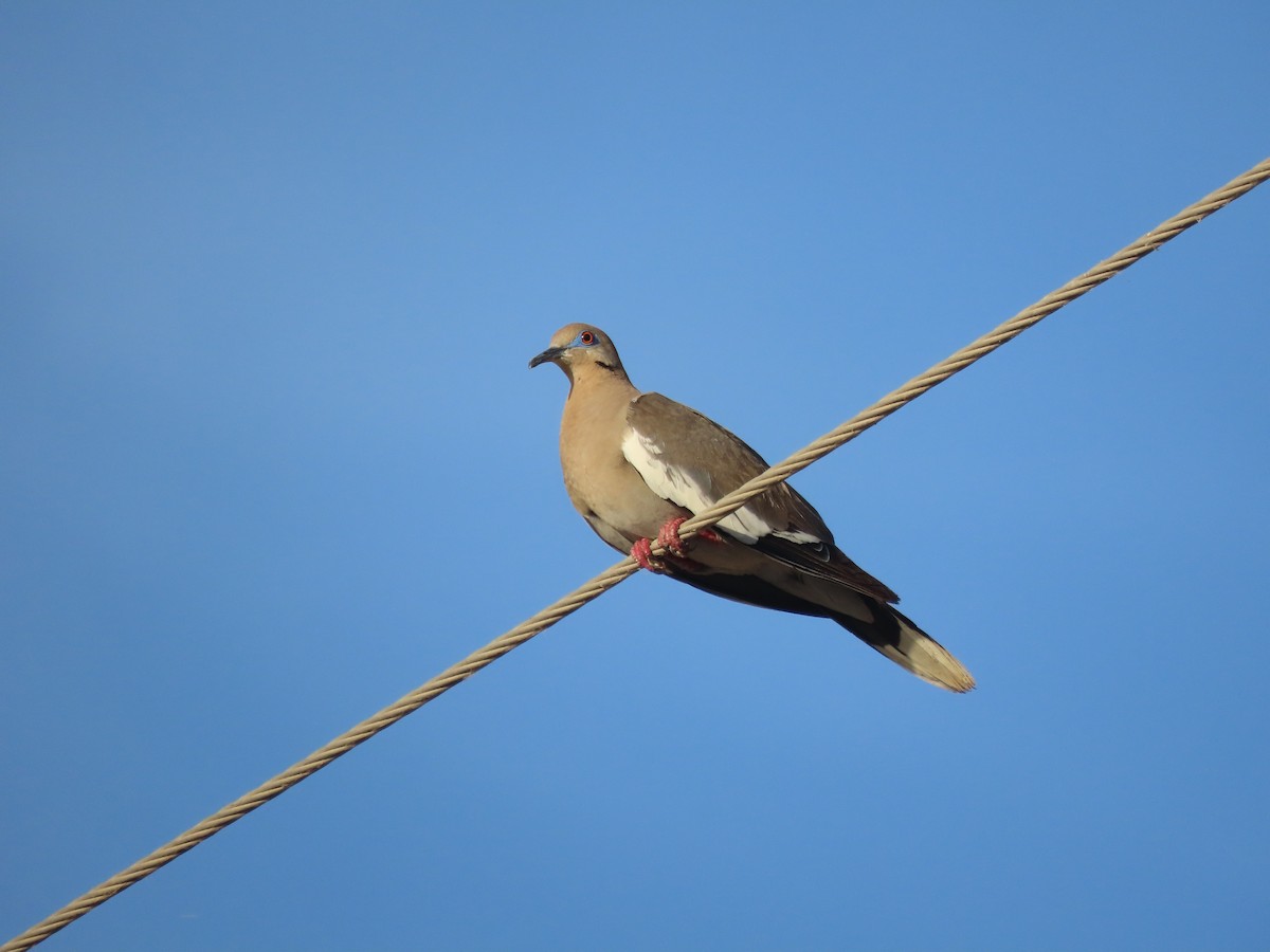 White-winged Dove - ML599212751