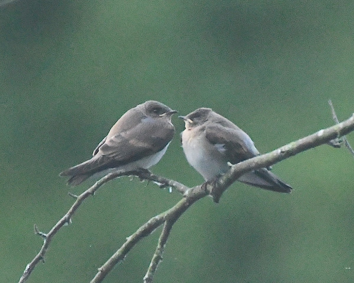 Northern Rough-winged Swallow - ML599213191