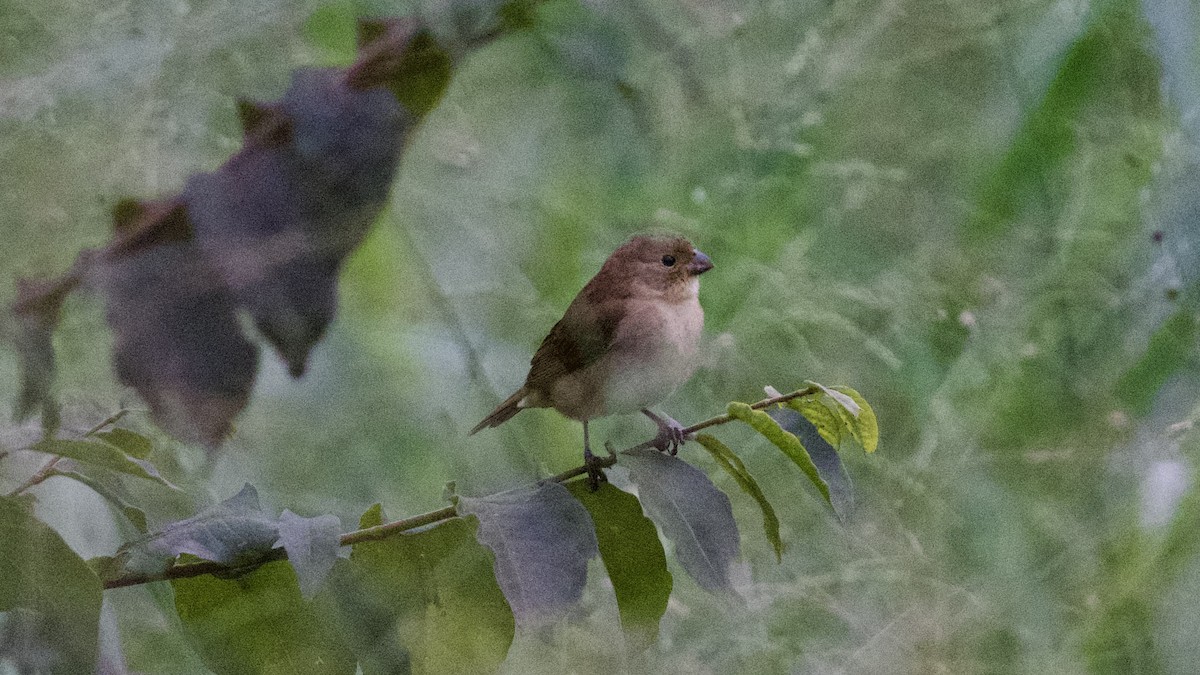 Double-collared Seedeater - ML599218741