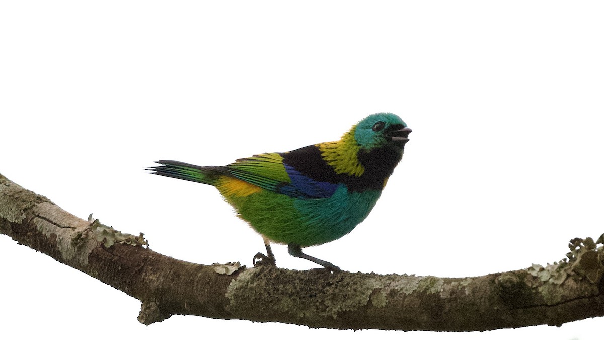 Green-headed Tanager - ML599219281