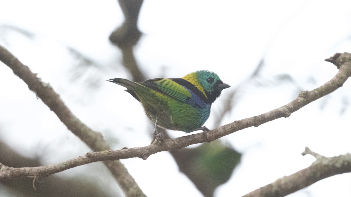 Green-headed Tanager - ML599219361