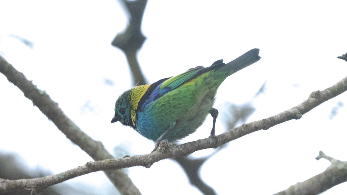 Green-headed Tanager - ML599219381