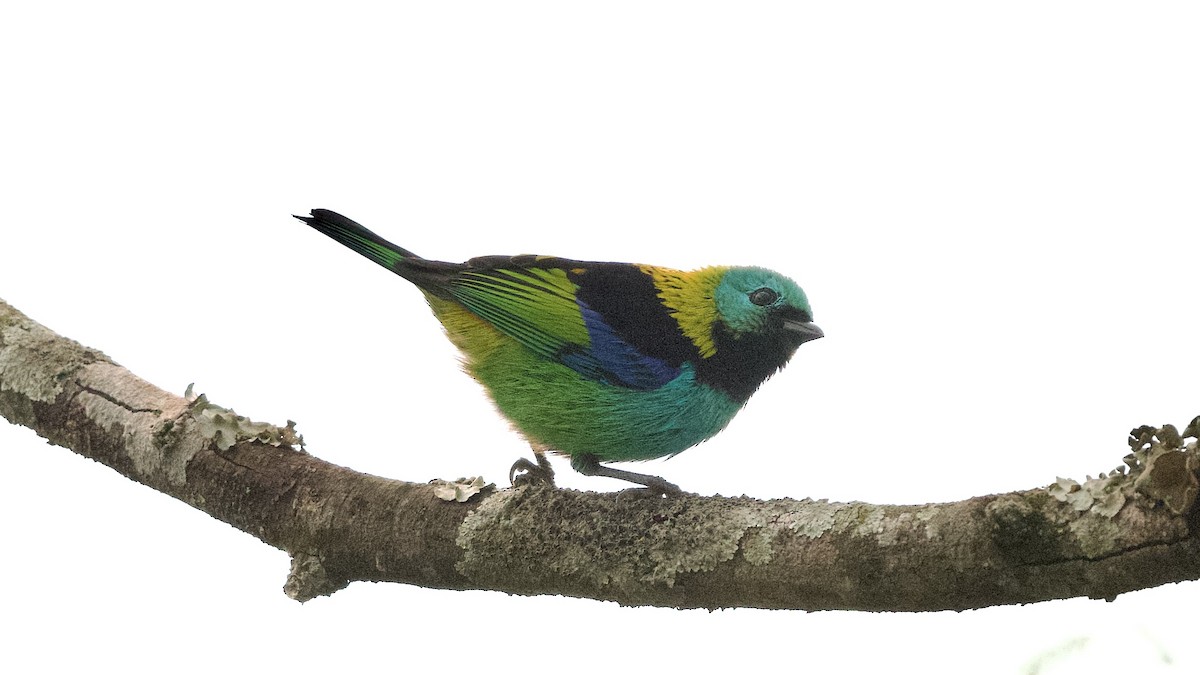 Green-headed Tanager - ML599219401