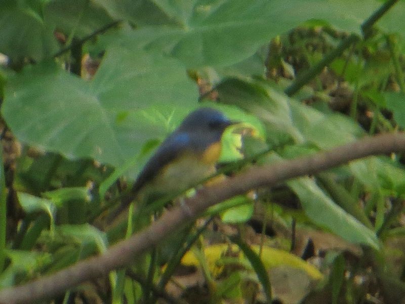 Chinese Blue Flycatcher - Kaichi Huang