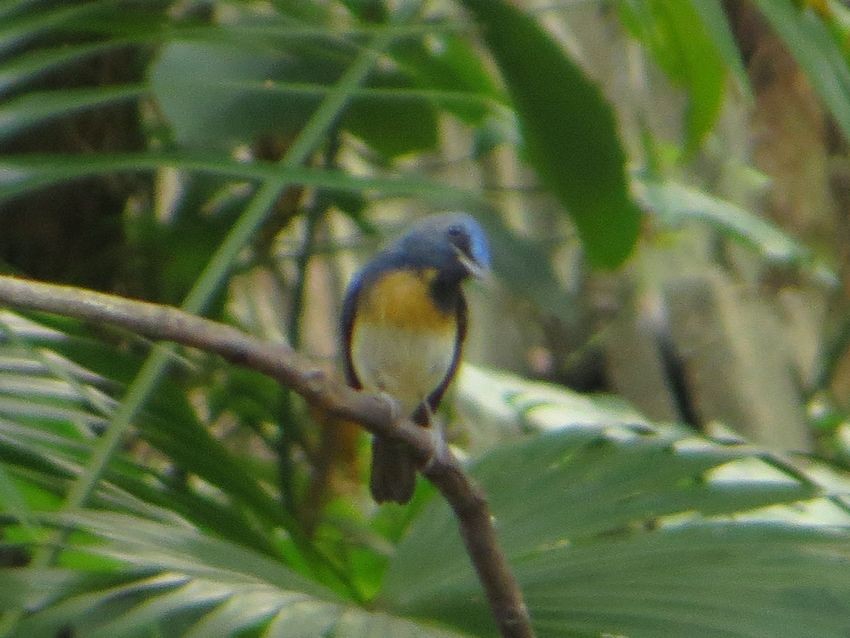 Chinese Blue Flycatcher - Kaichi Huang