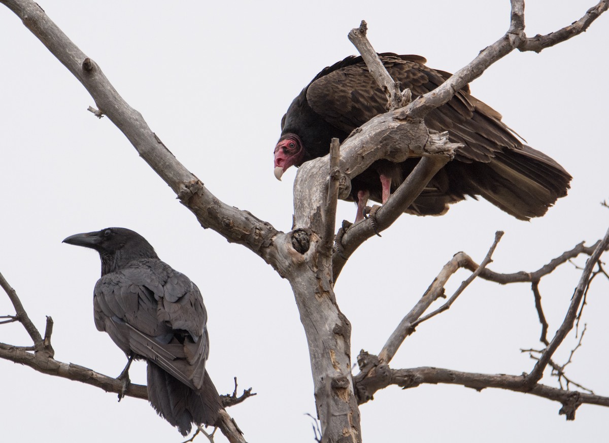 Turkey Vulture - Kim Moore