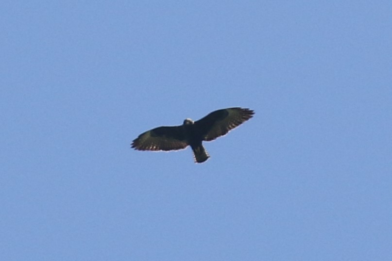 Short-tailed Hawk - ML599222751