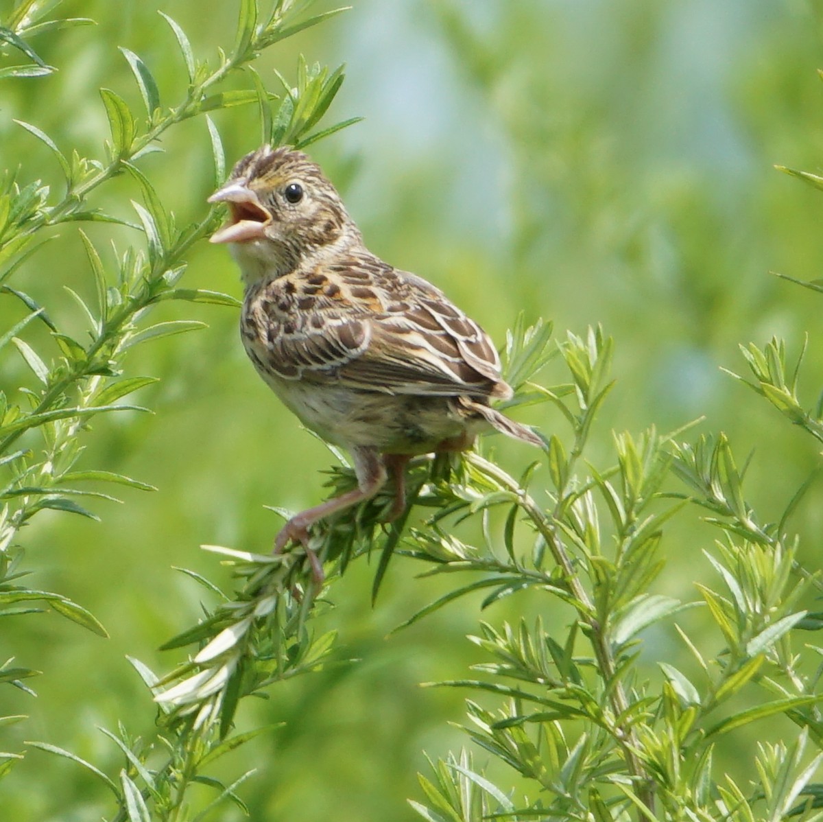 Grasshopper Sparrow - ML599222901