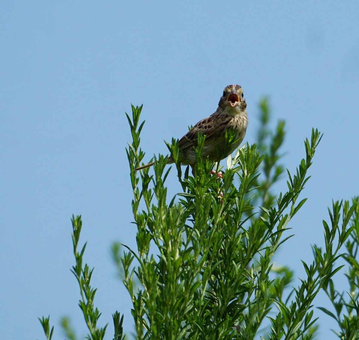 Grasshopper Sparrow - ML599222911