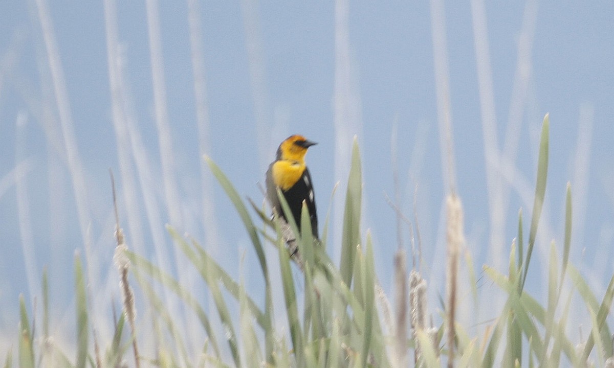 Yellow-headed Blackbird - ML59922401