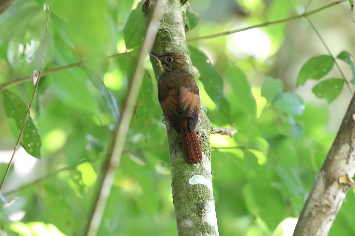 Tawny-winged Woodcreeper - ML599225361