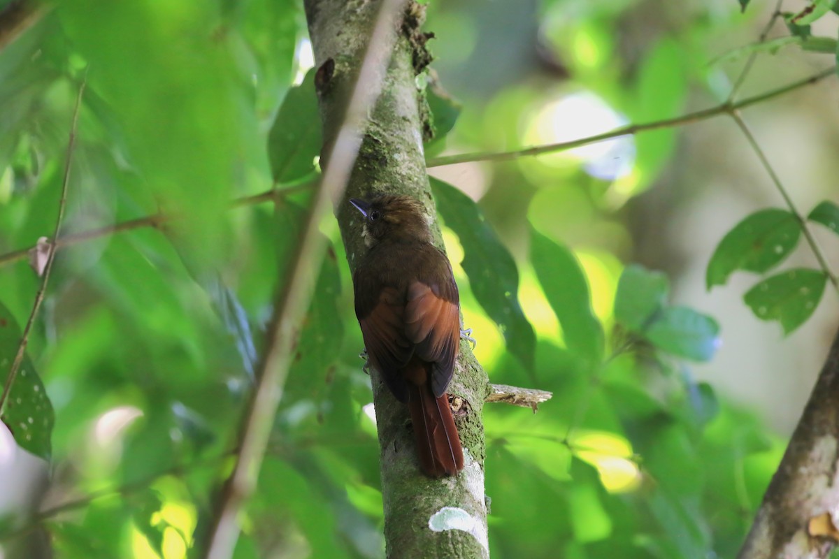 Tawny-winged Woodcreeper - ML599225961