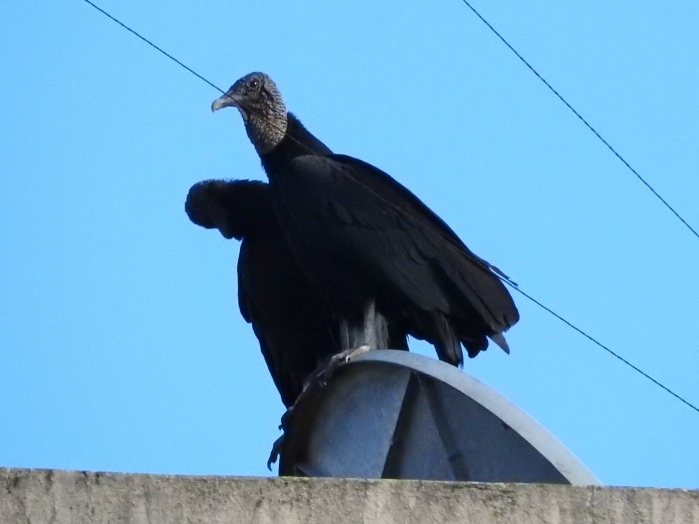 Black Vulture - ML599231401