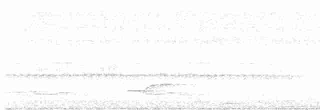Lance-tailed Manakin - ML599231441