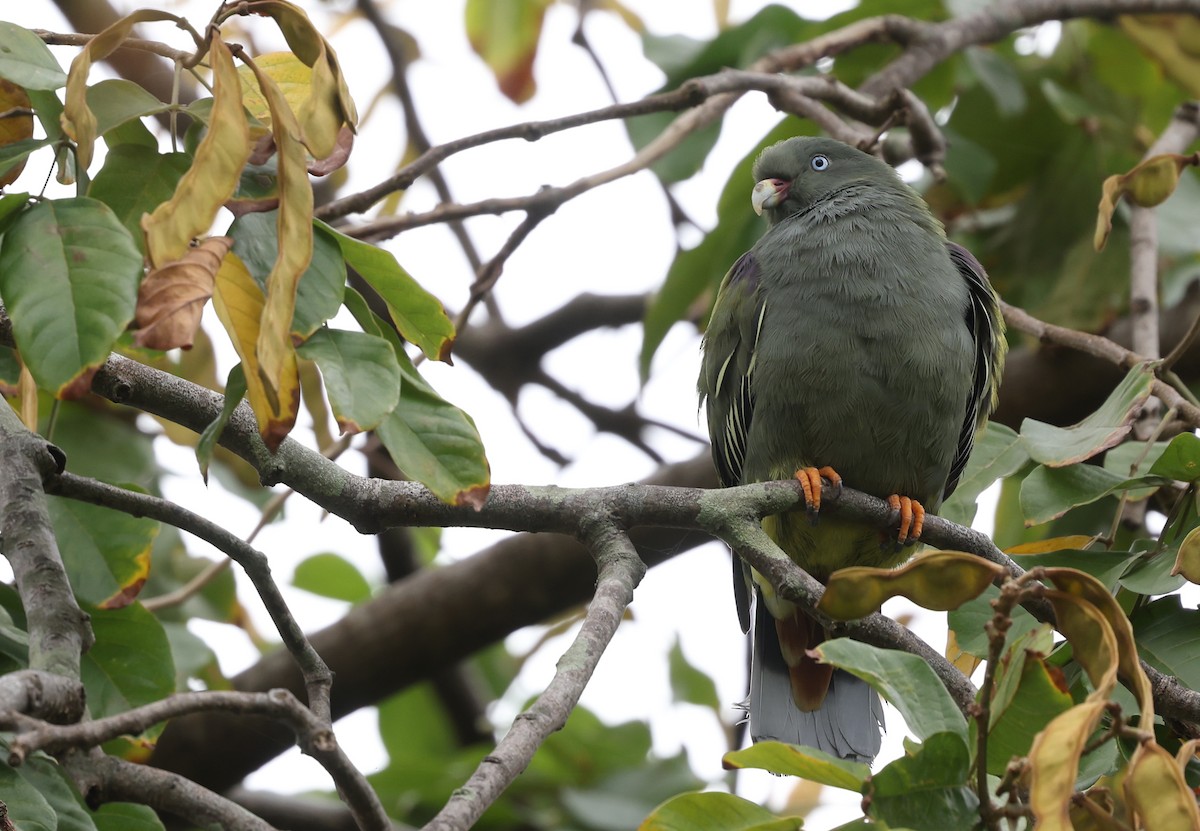 Sao Tome Green-Pigeon - ML599233911