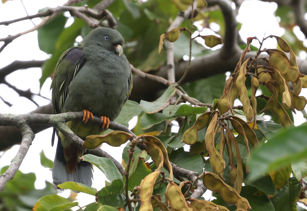 Sao Tome Green-Pigeon - ML599233921